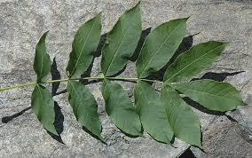 Attēlu rezultāti vaicājumam “Fraxinus excelsior”