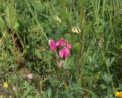 Attēlu rezultāti vaicājumam “Lathyrus tuberosus”
