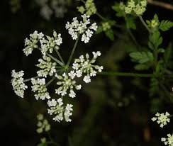 Attēlu rezultāti vaicājumam “Torilis japonica fruit”