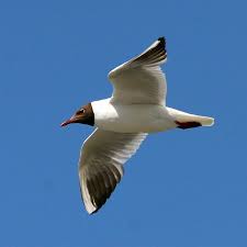 Attēlu rezultāti vaicājumam “Larus ridibundus adult”