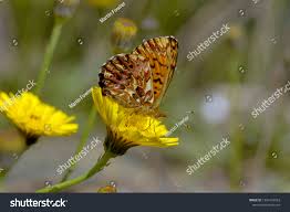 Attēlu rezultāti vaicājumam “Boloria titania underside”