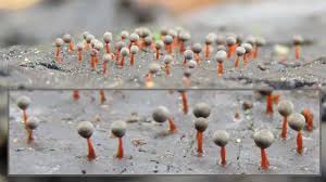 Attēlu rezultāti vaicājumam “Physarum psittacinum stalked”