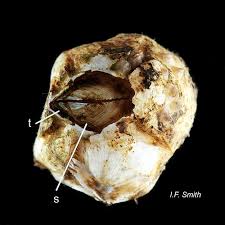 Attēlu rezultāti vaicājumam “Balanus improvisus”