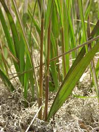 Attēlu rezultāti vaicājumam “Molinia caerulea flower”