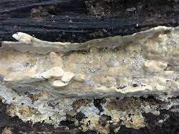 Attēlu rezultāti vaicājumam “Physisporinus vitreus”