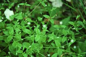 Attēlu rezultāti vaicājumam “Moehringia trinervia”