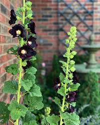 Image result for Alcea rosea nigra