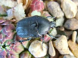 Attēlu rezultāti vaicājumam “Potosia cuprea imago”