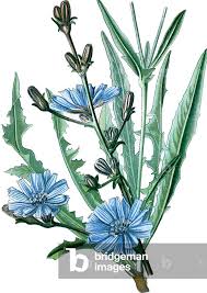 Image result for Zichorie