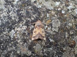 Attēlu rezultāti vaicājumam “Gortyna flavago”