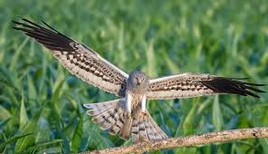 Attēlu rezultāti vaicājumam “Circus pygargus”