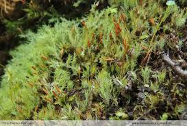 Attēlu rezultāti vaicājumam “Saelania glaucescens”