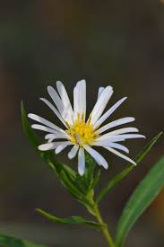 Image result for Aster lanceolatus
