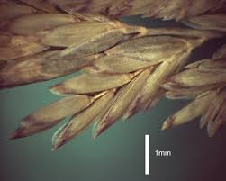 Attēlu rezultāti vaicājumam “Poa compressa leaf”