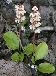 Attēlu rezultāti vaicājumam “Pyrola minor flower”