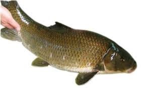 Image result for Moxostoma hubbsi