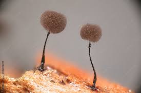 Attēlu rezultāti vaicājumam “Lamproderma debile sessile”