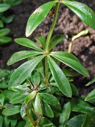 Attēlu rezultāti vaicājumam “Galium odoratum leaf”