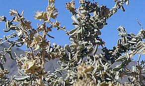 Attēlu rezultāti vaicājumam “Atriplex littoralis fruit”