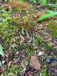 Attēlu rezultāti vaicājumam “Eocronartium muscicola”