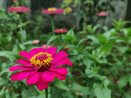 Image result for Zinnia violacea