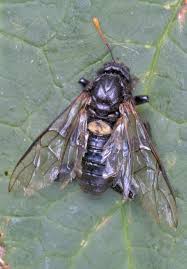 Attēlu rezultāti vaicājumam “Cimbex femoratus”