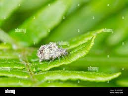 Attēlu rezultāti vaicājumam “Chrysopidae larva”