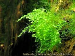 Attēlu rezultāti vaicājumam “Drepanocladus aduncus”