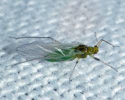 Attēlu rezultāti vaicājumam “Trichia alpina sessile”