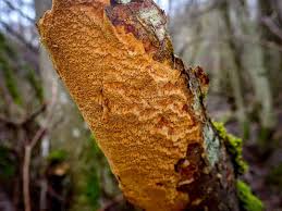 Attēlu rezultāti vaicājumam “Phellinus ferruginosus”