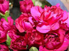Plants Profile - Dianthus caryophyllus L. (Caryophyllaceae ...
