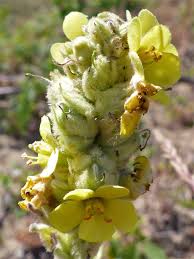 Attēlu rezultāti vaicājumam “Verbascum thapsus bud”