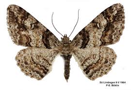 Attēlu rezultāti vaicājumam “Cleora cinctaria”