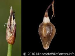 Attēlu rezultāti vaicājumam “Eleocharis quinqueflora”