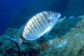 Image result for Diplodus puntazzo