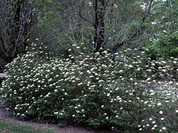 Attēlu rezultāti vaicājumam “Viburnum lantana”