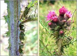 Attēlu rezultāti vaicājumam “Cirsium palustre leaf”