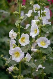Attēlu rezultāti vaicājumam “Alcea rosea bud”