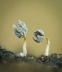 Attēlu rezultāti vaicājumam “Physarum penetrale macro”