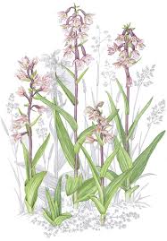 Attēlu rezultāti vaicājumam “Epipactis palustris bud”