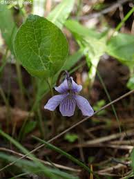 Attēlu rezultāti vaicājumam “Viola epipsila flower”
