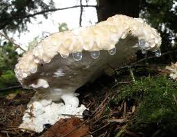 Attēlu rezultāti vaicājumam “Postia floriformis”