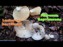 Attēlu rezultāti vaicājumam “Lactarius bertillonii”