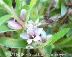 Attēlu rezultāti vaicājumam “Glaux maritima”