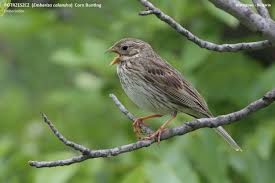 Image result for Emberiza calandra