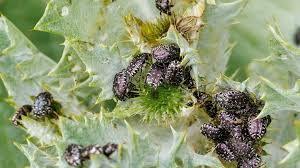 Attēlu rezultāti vaicājumam “Oxythyrea funesta imago”