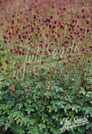 Image result for Sanguisorba officinalis
