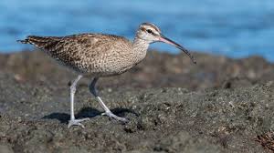 Image result for Numenius hudsonicus