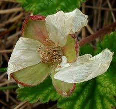 Attēlu rezultāti vaicājumam “Rubus chamaemorus flower”