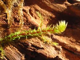 Attēlu rezultāti vaicājumam “Rhytidiadelphus triquetrus sporophyte”
